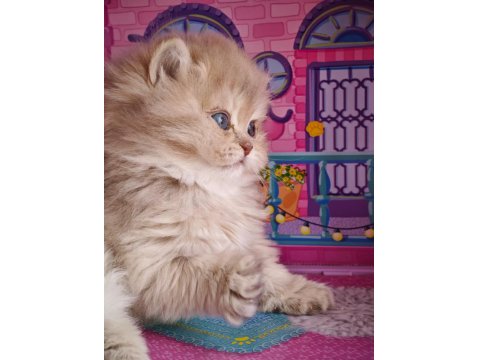 Bebek Golden British Longhair Cy11