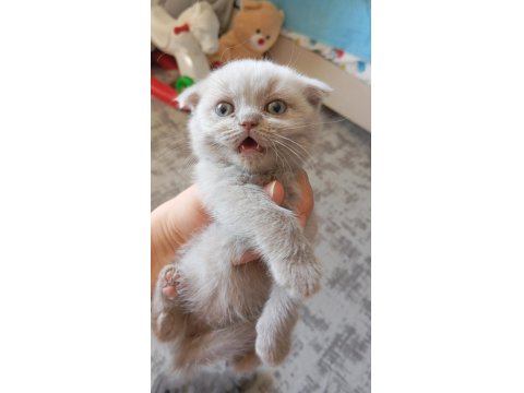 2 Aylık Oyuncu British Shorthair Bebişler
