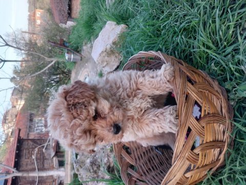 Maltipoo Irk Ve Sağlık Garanti Yavrularımız