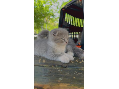 Scottish Tatlılıklar