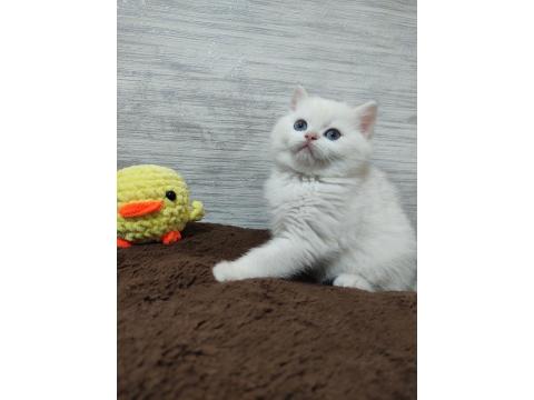 British Shorthair Pamuk Şekerlerim