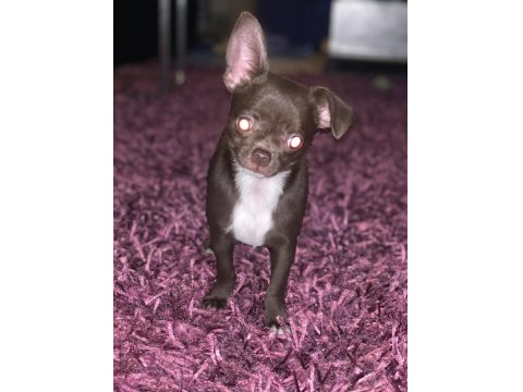 18.10.2025 Doğumlu Erkek Şivava Yavrumuz Ömürlük Yuvasını Arıyor