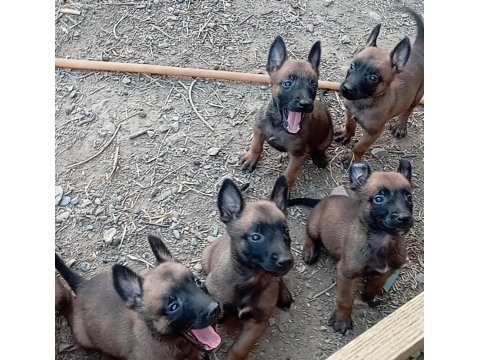 Ev Ortamında Bakılan Kendi Köpeğimizin Malinois Yavruları