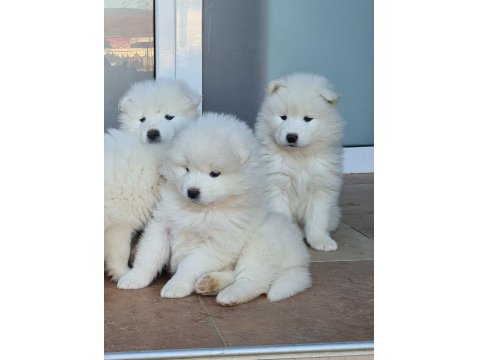 60-65 Günlük Dişi Erkek Samoyed Yavrularımız