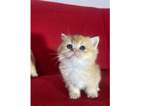 Golden British Shorthair Dişi Yavrular