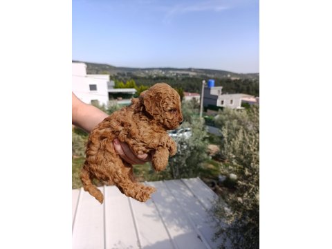 İzmir Toy Poodle Yavrular