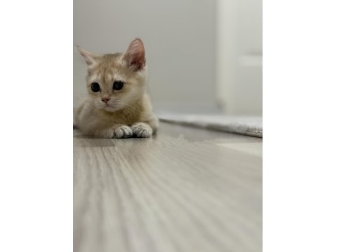 Ny11 Golden British Shorthair