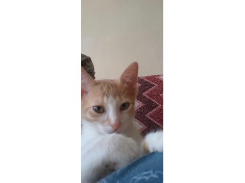 Sarı Ve Kardeşleri Kediler