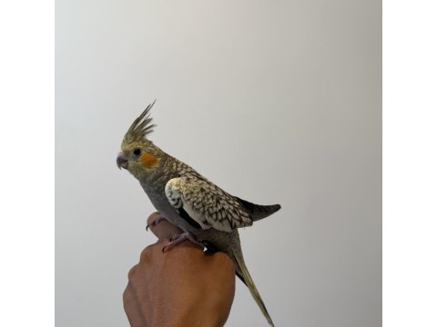 Sultan Papağanımız Sahiplendirilecektir