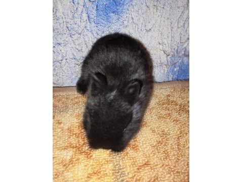 Hollanda Cüce Nedherland Dwarf Tavşan