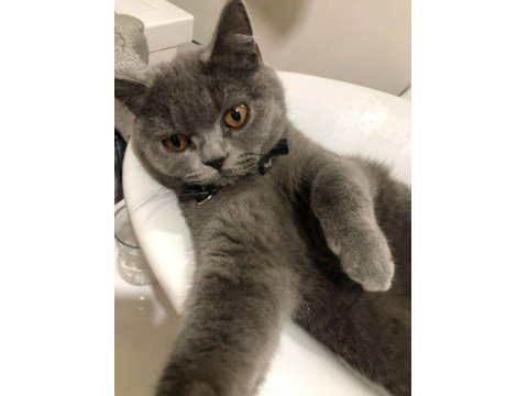 10 Aylık Dişi British Shorthair