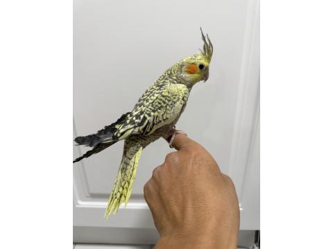 Sultan Papağanı Sahiplendirilir