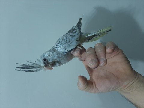 Sultan Papağan Yavrusu 45 Günlük