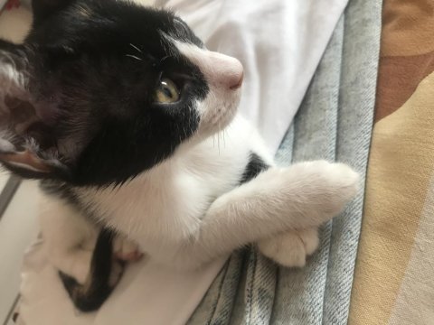 Ömür Boyu Kedimizi Sevebilecek Misin?