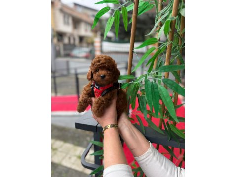 Mini Toy Poodle Yavrular - Çok Sevimli