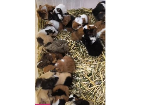 Her Zaman Ginepig Yavrular Bulunur