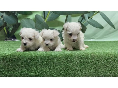 Gönderim İmkanı İle Maltese Yavru Köpekler