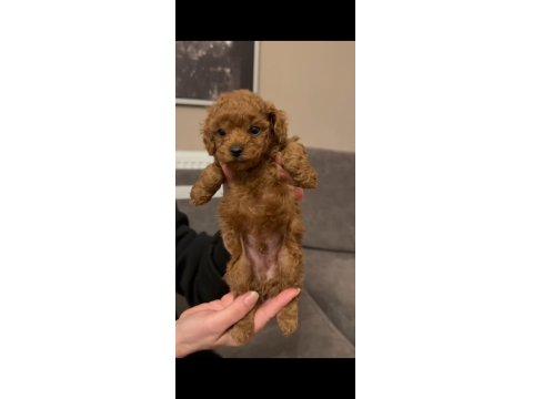 Kore Poodle Yavrular Sağlık Garantili