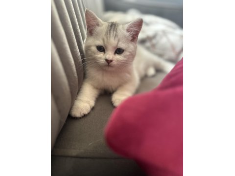 Erkek British Shorthair 2 Aylık