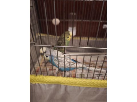 Muhabbet Kuşu Dişi Ve Erkek 1 Yaşında