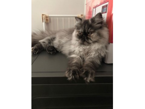 6 Aylık Dişi İran Persian Kedimiz