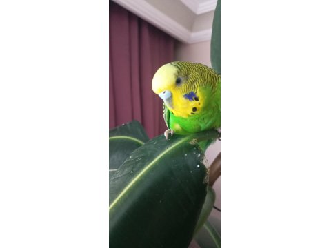 Yavru Ve Yetişkin Çift Kuşlar Ve Sultan Papağanı