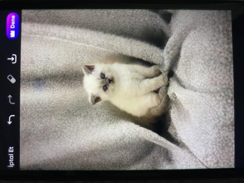 Blue Point Kızım Yeni Evine Gitmek İçin Hazır