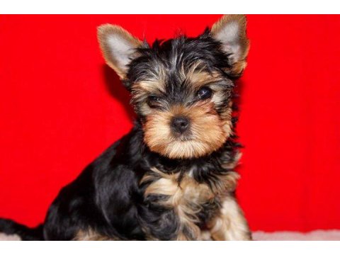 Yorkshire Terrier Yavru Köpekler
