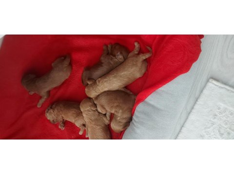 Poodle Yavrular Rezerveye Açık - Her Şey Ortada