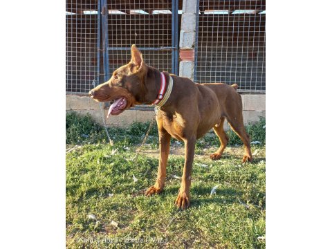 A Kalite Doberman Yavrular