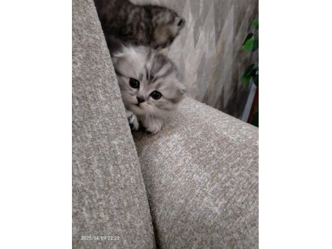 2 Adet Scottish Fold Dişi Yavrumuz