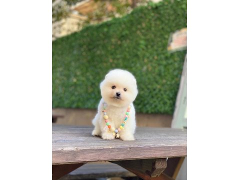 0-3 Aylık Pomeranian Yavrular