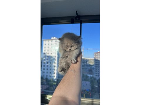 2 Tane Çok Güzel British Kediler Sahiplerini Bekliyor