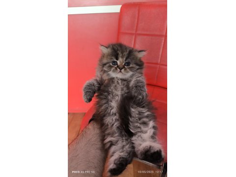 British Longhair Black Tabby Point