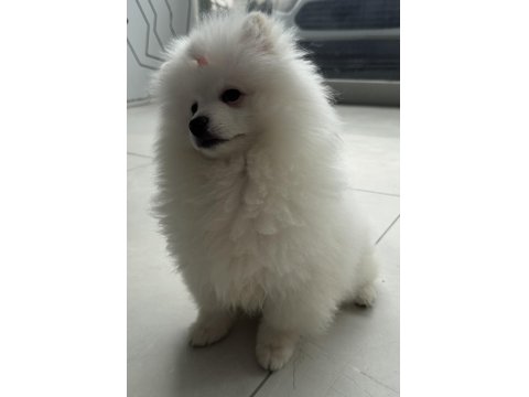 Ayı Surat Pomeranian Boo