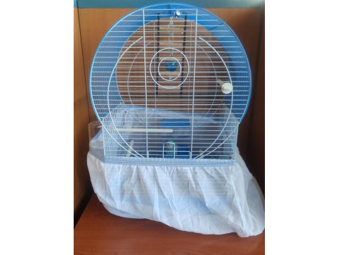 15 Ağustos Doğumlu Mavi Erkek Forpus Yavrusu