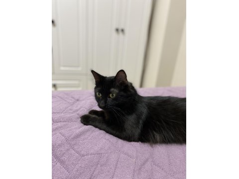 Kalıcı Yuva Aranıyor Kedimize