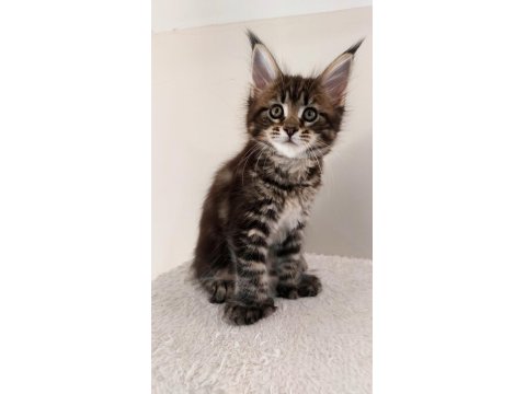 Safkan Maine Coon Yavruları Full Şecereli Ünvanlı Ebeveynlerden