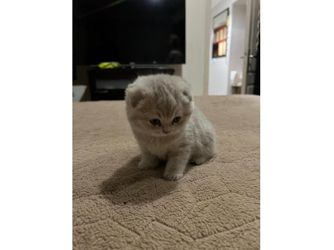 6 Tane Yavru Minnoş Kedilerim Var