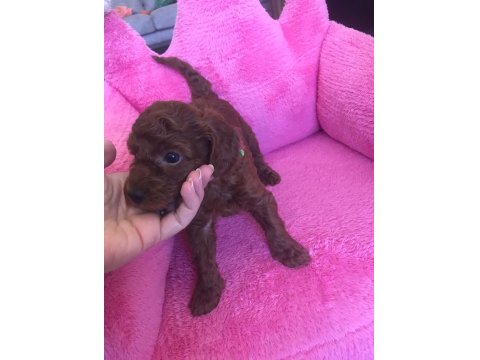 Sağlıklı Kore Poodle