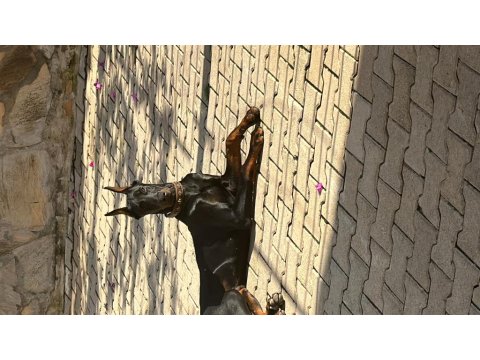 Ülkenin En Asil Yakışıklı Dobermanı