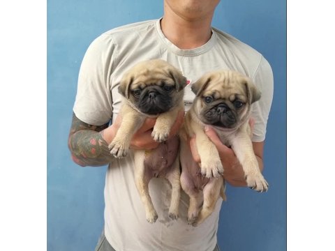 Irk Garantili Pug Köpekleri