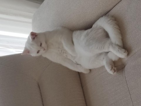 British Beyaz Kedimiz