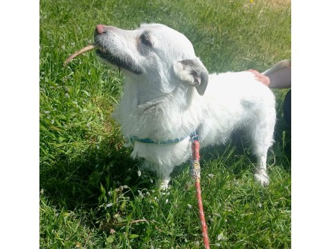 Köpeğimiz Luka Ya Acil Yuva