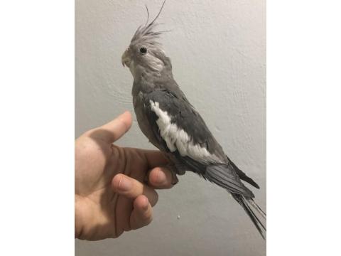 Yavru Sultan Papağanları