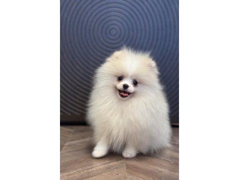 Üst Düzey Erkek Pomeranian Boo