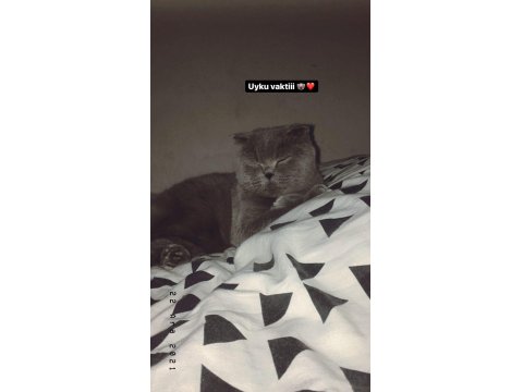 2 Aylık Dişi Ve Erkek Minik Scottish Fold Yavrular