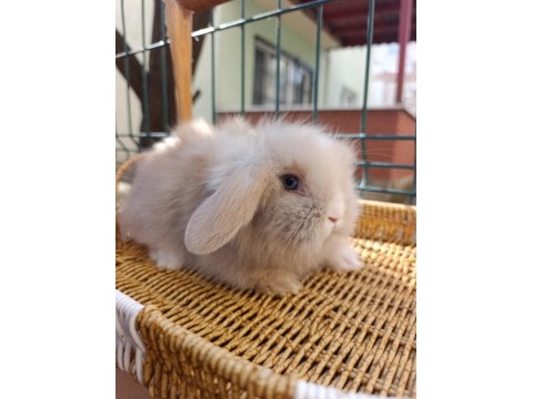 Hollanda Teddy Lop Tavşan Yavrular