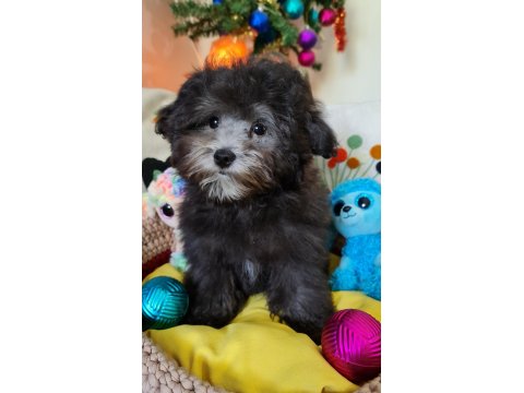 Orjinal Toy Maltipoo Yavrular