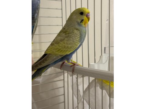 İstanbul İçi Adrese Teslim Kapıda Ödeme Muhabbet Kuşu